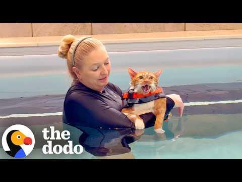 Huge Cat Who Couldn't Roll Over Learns To Swim #Video