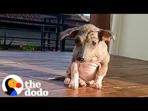 Hairless Stray Puppy Is Amazingly Fluffy Now #Video