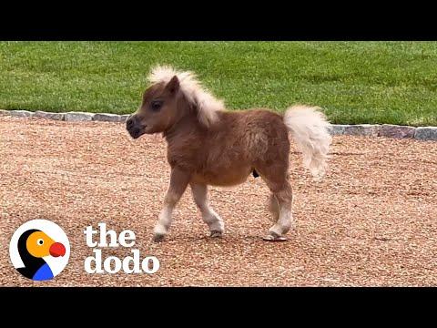 Tiny Horse With An Underbite Comes To Life When He Meets Golden Retriever Siblings #Video