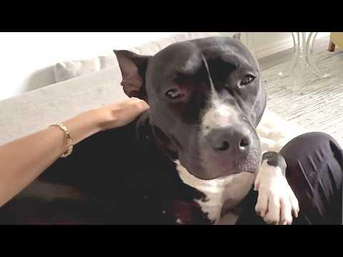 Shelter dog won't stop cuddling woman for her kind act #Video