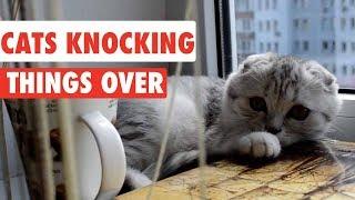 Cats Knocking Things Over | Funny Cat Compilation
