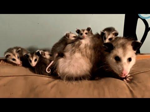 Meet mama Ada. She'll make you actually like opossums. #Video