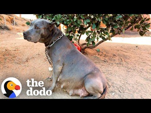 Pregnant Pittie Rescued From Chain Has 13 Puppies #Video