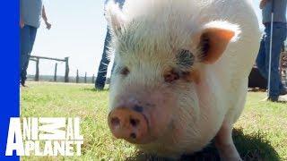 Baby The Pot-Bellied Pig Struggles To Drop His Extra Weight | My Big Fat Pet Makeover