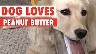 Dog Struggles To Get To The Bottom Of The Peanut Butter Jar