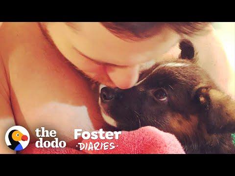 Family Fosters A Pair Of Puppies — And The Dad Falls In Love #Video