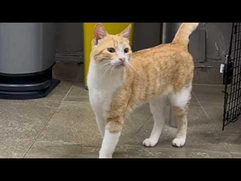 Couple does sweetest thing for stray cat on vacation #Video