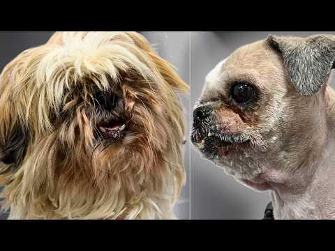 A Matted Senior Dog, Two Elderly Owners, and a Groom That Changed Everything #Video