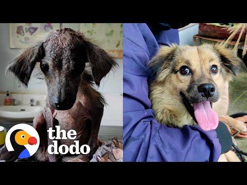 Little Dog Who Looked Like A Rat Is So Fluffy Now #Video