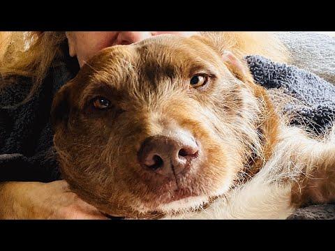 This dog's family abandoned him. It's the best thing that happened to him. #Video