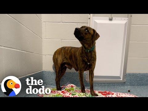 Rescue Pups' Personalities Transform Entirely Once They're Home #Video