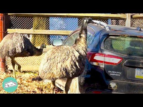 Emu Couple Become Obsessed with Cars and Trucks #Video