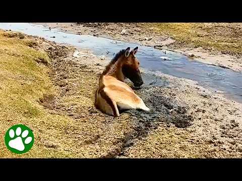 Saving A Wild Donkey From Swamp #Video