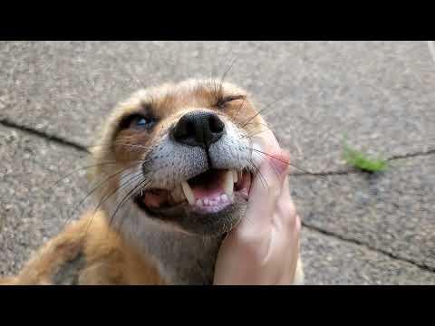 Finnegan Fox has a lot to say this morning #Video