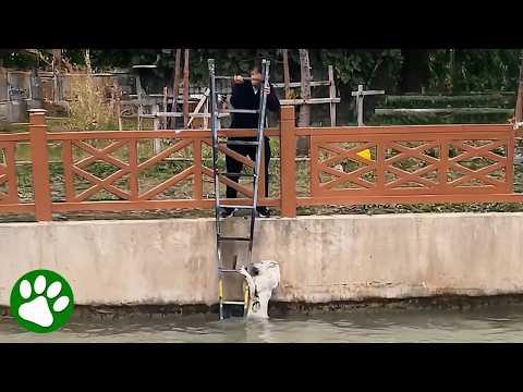 Man Refuses to Give Up on Fluffy White Dog #Video