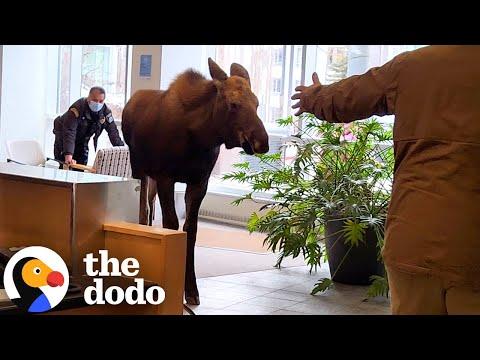 Moose Breaks Into A Hospital For A Snack #Video