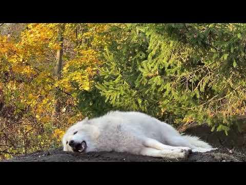 Amazing Wolf Howls Lying Down #Video