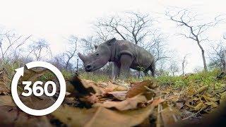 Rescuing Rhinos | Racing Extinction (360 Video)