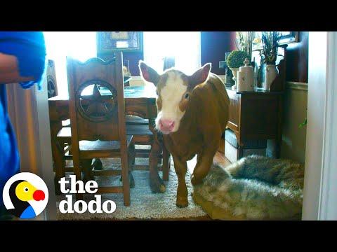 Calf Learns How To Break Into Home After Family Rescues Her #Video