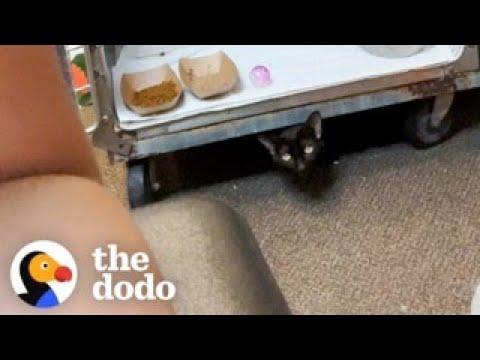 Rescue Cat Paws The Shelter Staff Whenever He Wants Pets #Video