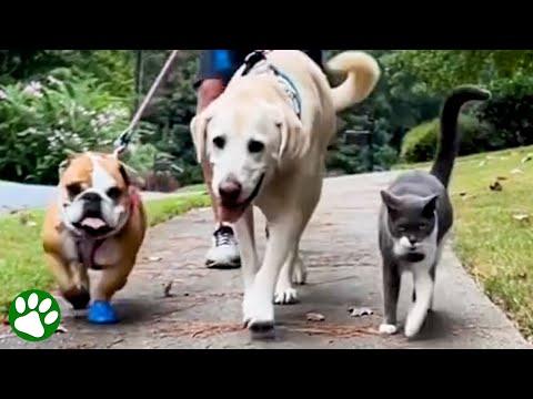 Neighbor cat joins dogs' walk every day #Video