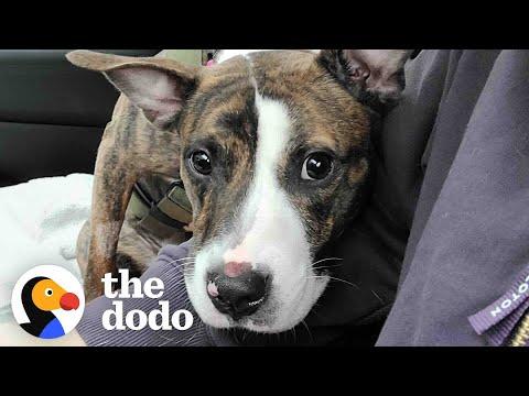 Foster Dog Who Couldn’t Walk Decides To Run Up To Her Adopter  #Video