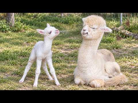 Mama Animals Have NO PEACE With Their Naughty But Cute Babies! #Video