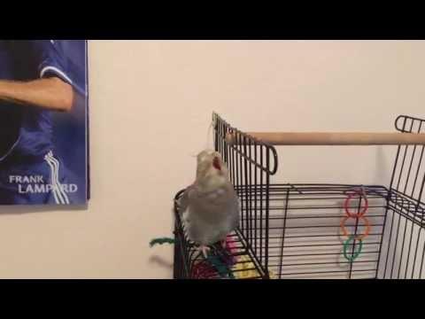 Cockatiel Lip-syncing Dilemma By Nelly And Kelly