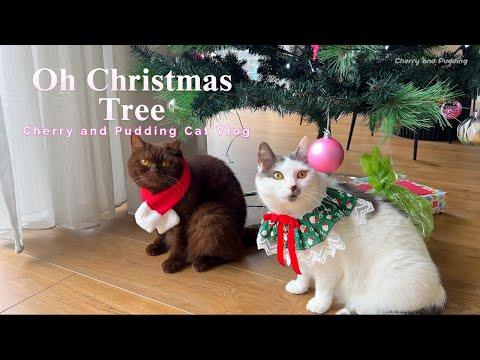 Christmas Tree and Cats #Video