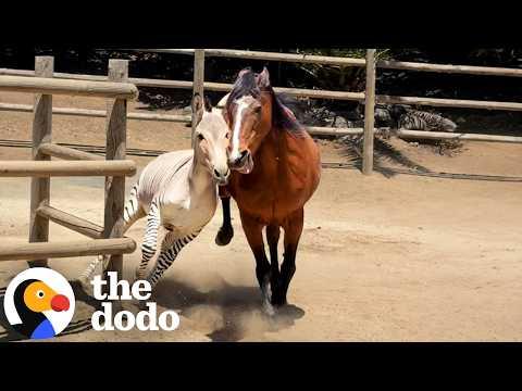 Zonkey Who Couldn’t Get Along With Anyone Finds His Perfect Match #Video