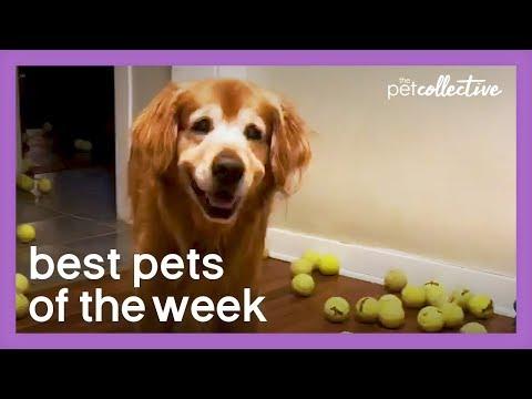 Is This The Happiest Dog Ever?! | Best Pets of the Week