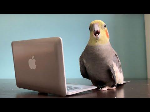 Birds Doing Their Taxes Video