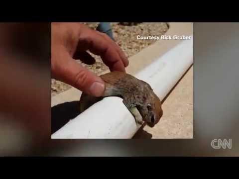 Watch Man Do CPR On Drowning Squirrel