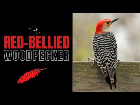 The Red-bellied Woodpecker | Huh! Red-bellied? #Video