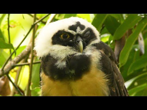 Sleepy Spectacled Owl Chick | Panama | Robert E fuller #Video