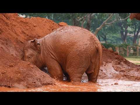 Young Elephant Pyi Mai Slowly Lays Down to Soak in the Mud - ElephantNews #Video