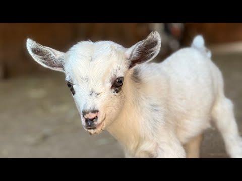 Two goat babies + Two kittens = fun times in the barn. #Video