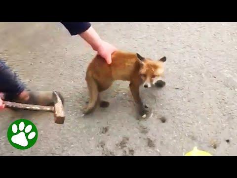 Quick-thinking farmer saves baby fox with hammer #Video