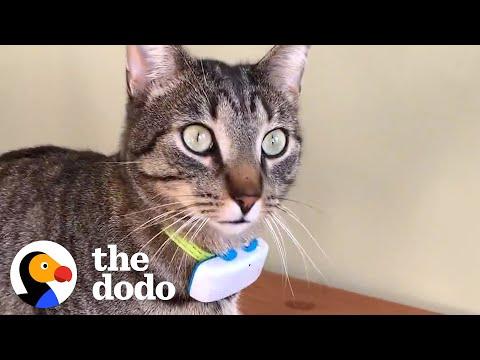 Cat's GPS Reveals His Deepest Secret #Video