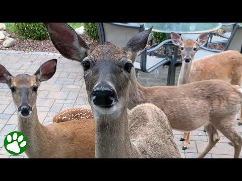Herd of deer visits the same house every single day #Video