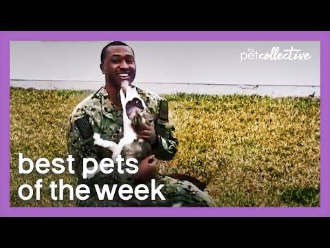 Reunited And It Feels So Good Video | Best Pets of the Week