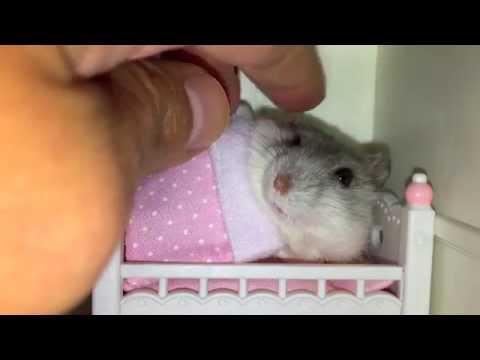 Tiny Hamster Gets Tucked Into Tiny Bed