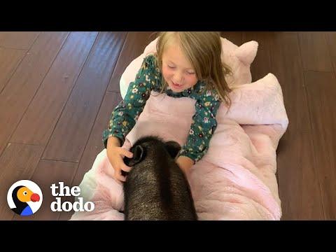 Little Girl Decides To Save A Tiny Piglet Video