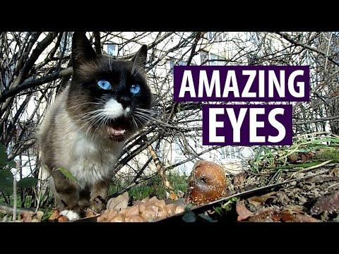 A Stray Cat With Beautiful Eyes Sits In The Bushes #Video