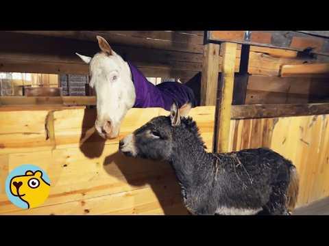 Donkey Leads Blind Horse Every Morning, But Wait Till You See How #Video