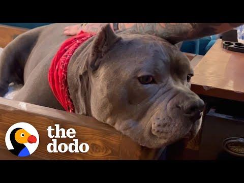 Pittie Who Was Scared Of Men Becomes Velcro To His Dad #Video
