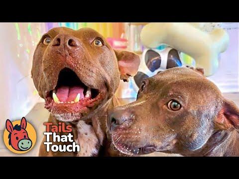Rescue Dogs Nobody Wanted Now Can't Live Without Each Other #Video