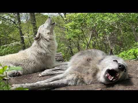 The Cutest Howls Are From Lazy Wolves #Video