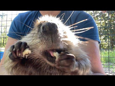 Full Blown BANANA Tantrum! #Video