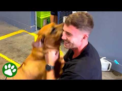 Dog’s heartwarming reaction after recognizing owner #Video